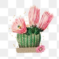Cactus flower, botanical creative remix