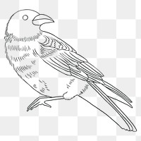 Bird outline png, spiritual illustration, transparent background