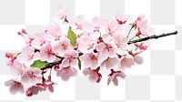 PNG Cherry blossom flower cherry plant. 