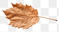 PNG A dry leaf plant tree  