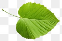 PNG A leaf plant white background freshness. AI generated Image by rawpixel.