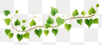 PNG Green Vines plant green leaf. AI generated Image by rawpixel.