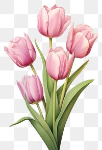 PNG Tulips blossom flower plant