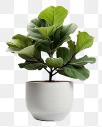 PNG Fiddle Fig pot plant leaf vase. 