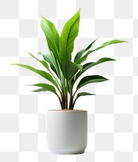 PNG House plant leaf vase  