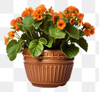 PNG Indoor flower pot plant vase leaf. 