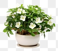 PNG  Indoor Flowering Plant flower plant bonsai