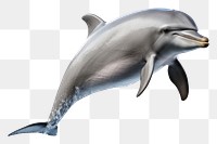 PNG Dolphin jumping animal mammal fish. 