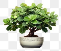 PNG Potted plant bonsai leaf tree. 