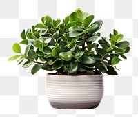 PNG Potted plant bonsai leaf vase. 