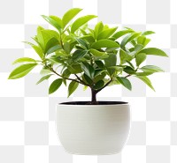 PNG Potted plant bonsai leaf  