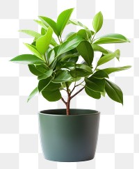 PNG Potted plant leaf white background houseplant. 