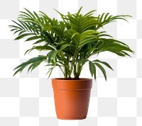 PNG Potted plant leaf white background houseplant. 