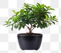 PNG Potted plant bonsai leaf tree. 