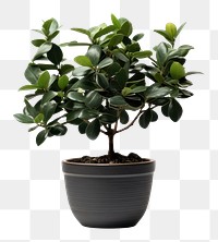 PNG Potted plant bonsai leaf tree. 