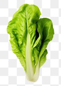 PNG Baby Cos lettuce vegetable plant food. 