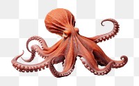 PNG Octopus animal invertebrate cephalopod