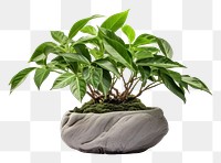 PNG Plant Decor Indoor plant bonsai leaf. 