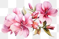 PNG Flower flower blossom plant. AI generated Image by rawpixel.