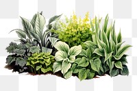 PNG Variegated plants outdoors flower green. 