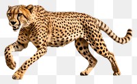 PNG Cheetah cheetah wildlife animal. 