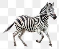 PNG Zebra wildlife animal mammal. 