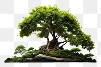 PNG Nature bonsai plant tree. AI generated Image by rawpixel.