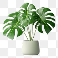 PNG Monstera plant leaf vase. 