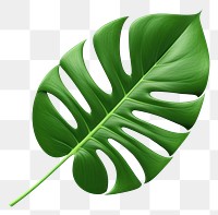 PNG Monstera leaf plant freshness. 