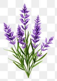 PNG Lavender blossom flower purple. 