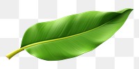 PNG Banana leaf plant white background freshness. AI generated Image by rawpixel.