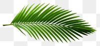 PNG Coconut leaf plant green tree. 