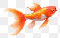 PNG Koi fish goldfish animal  