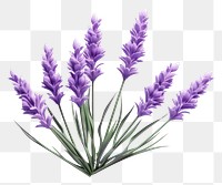 PNG Lavender blossom flower plant. 