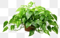 PNG  Pothos plant leaf white background houseplant. AI generated Image by rawpixel.