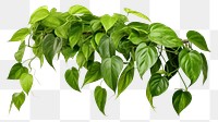 PNG  Pothos plant leaf white background freshness