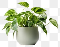 PNG  Pothos plant leaf vase white background. AI generated Image by rawpixel.