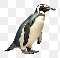 PNG Emperor penguin animal bird  