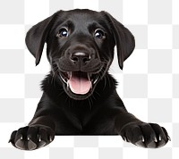 PNG Happy black puppy Labrador Retriever. AI generated Image by rawpixel.