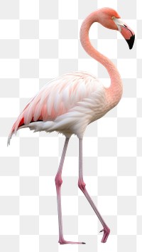 PNG Flamingo bird animal white background. AI generated Image by rawpixel.