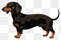 PNG Dog dachshund animal mammal. 