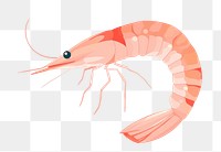 PNG Shrimp seafood animal invertebrate. 