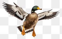 PNG Animal bird beak duck. AI generated Image by rawpixel.