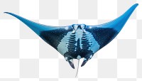 PNG Manta ray animal fish white background. AI generated Image by rawpixel.