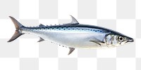 PNG Mackerel animal fish white background. AI generated Image by rawpixel.