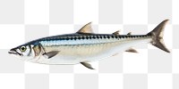 PNG Mackerel seafood sardine animal. AI generated Image by rawpixel.