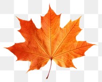 PNG Maple leaf plant tree  