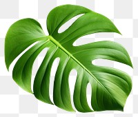 PNG Monstera leaf plant xanthosoma. 