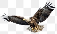 PNG Eagle flying animal bird  