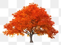 PNG Fall trees plant maple leaf